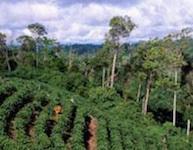Plantation de caféiers dans la région de Tarrazu au Costa Rica